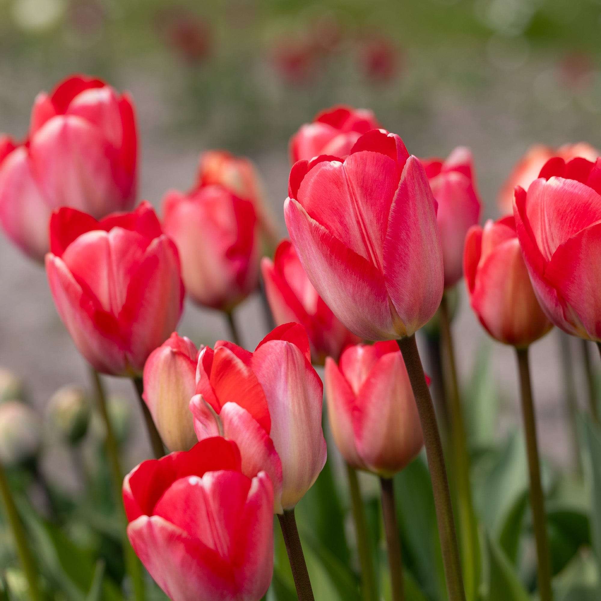 Tulpe 'Van Eijk'